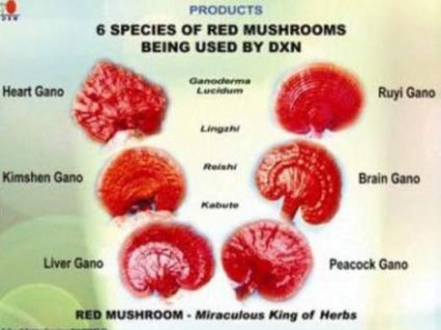 magic mushroom side effect